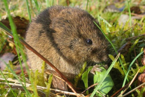 Баварська полевка - альпійський резидент Баварська полевка - альпійський резидент